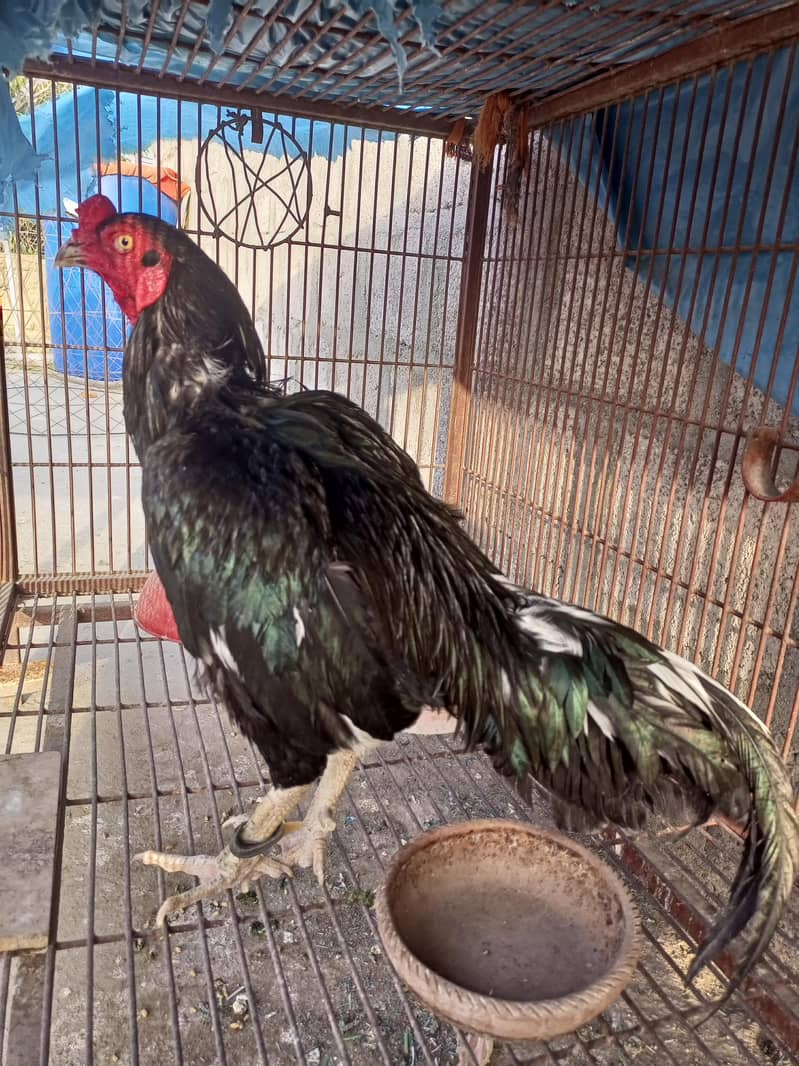 black mushka 1