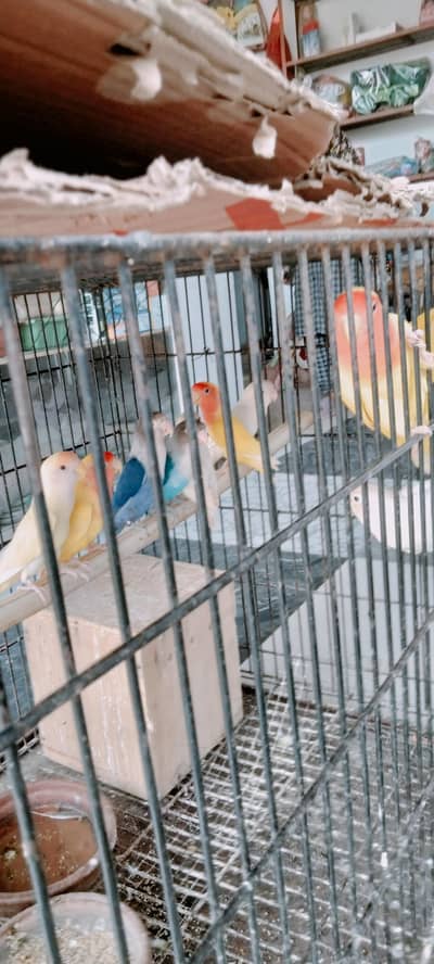 5yang pair . heavy gaje pinjra