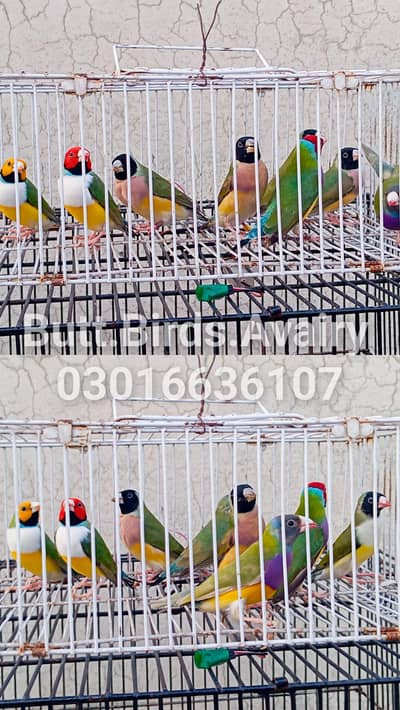Goldian Finches