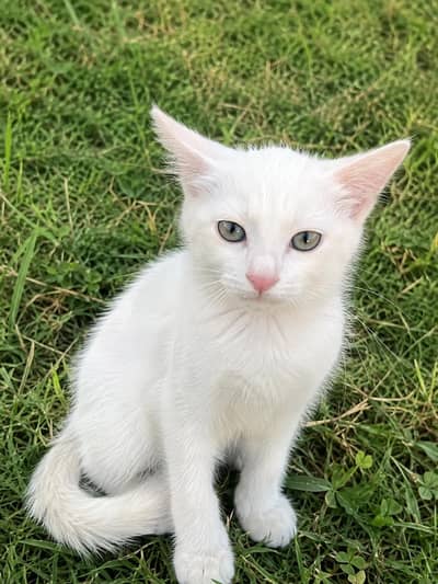 white kitten
