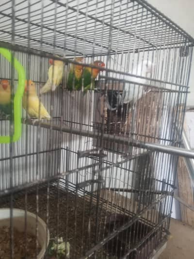 love birds breeder pairs with cage and breeding box