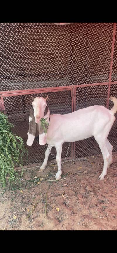 gulabi gabban bakri