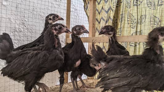 Australorp 2Months Age Chikes