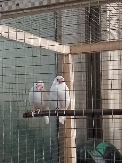 Snow Finches with Cage