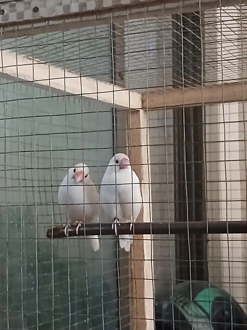Snow Finches with Cage