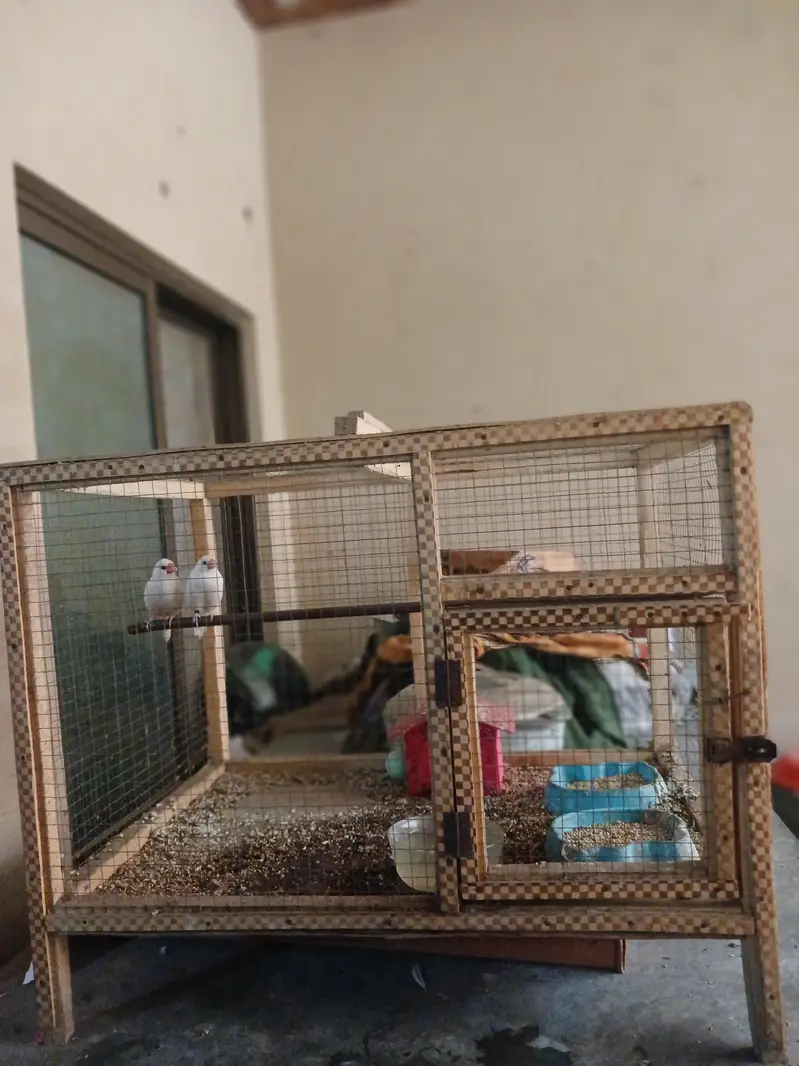 Snow Finches with Cage — photo 2