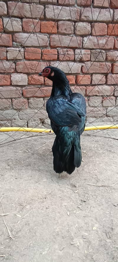 pure mianwali breed for sale