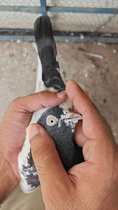 Teddy Imam deen sadna kabootar pigeon