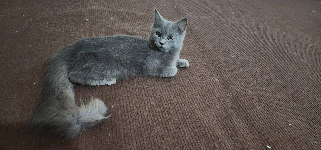 Persian breed . 0