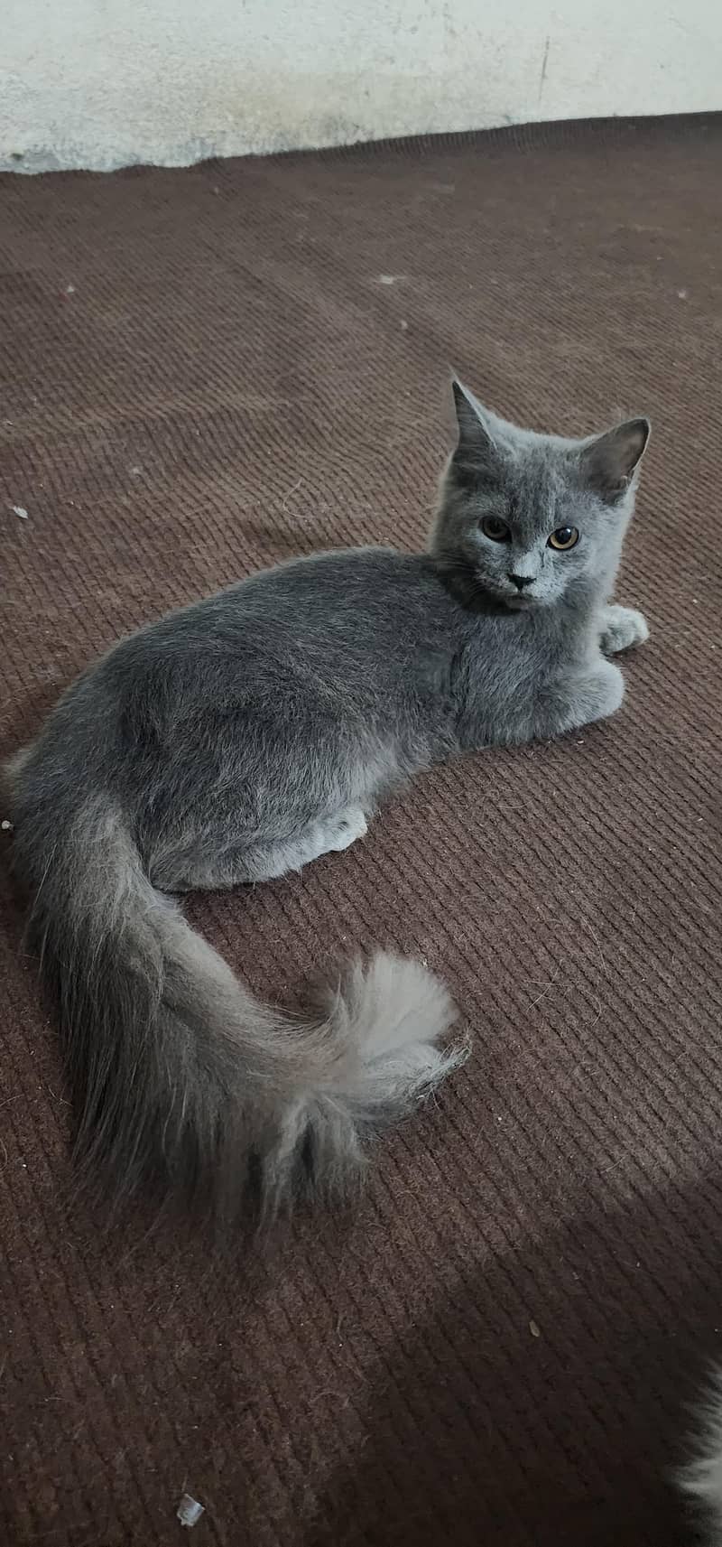 Persian breed . 1