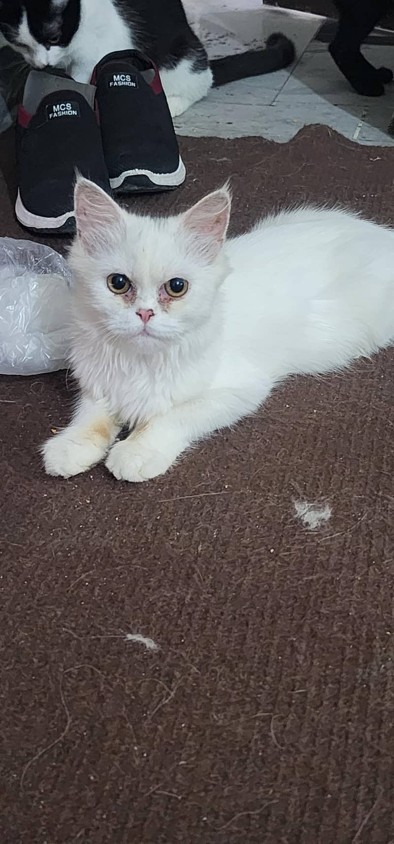 Persian breed . 2
