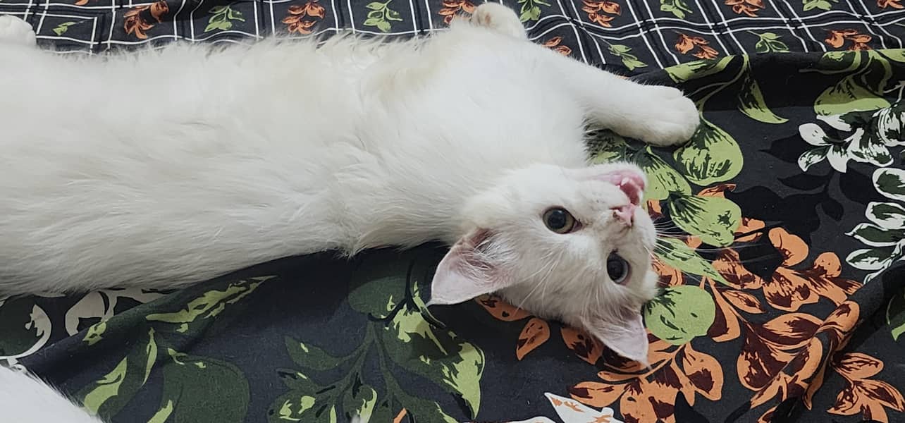Persian breed . 3