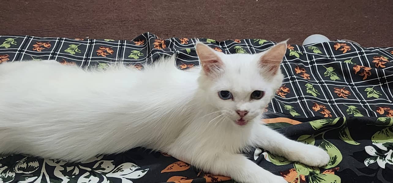 Persian breed . 4