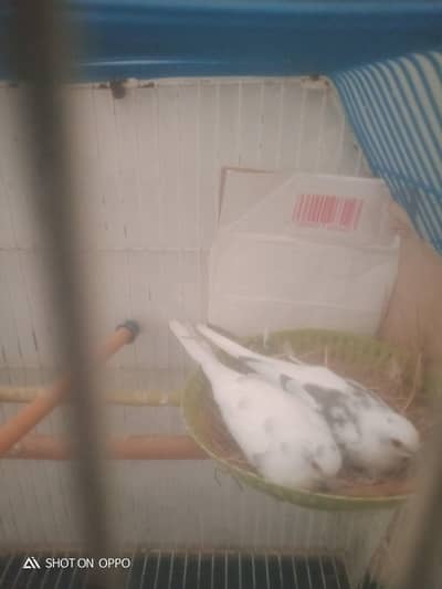 white dove whid cage
