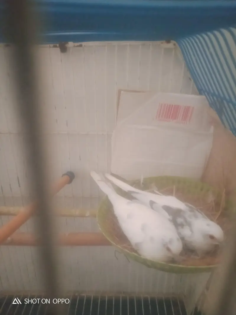 white dove whid cage