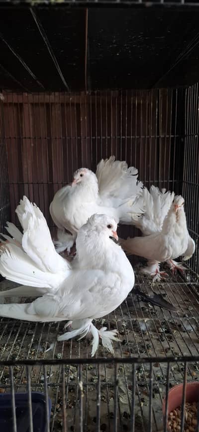lakky breeder pair