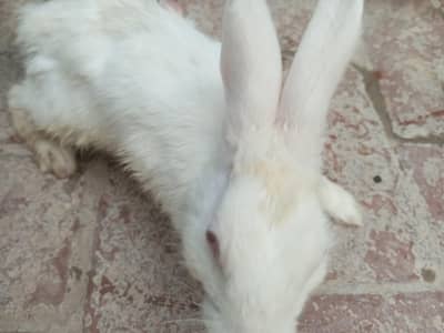 rabbits all variety red eyed,cross, Zeeland ,duch,