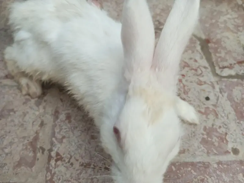 rabbits all variety red eyed,cross, Zeeland ,duch,