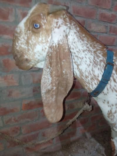 bakri makhi cheeni
