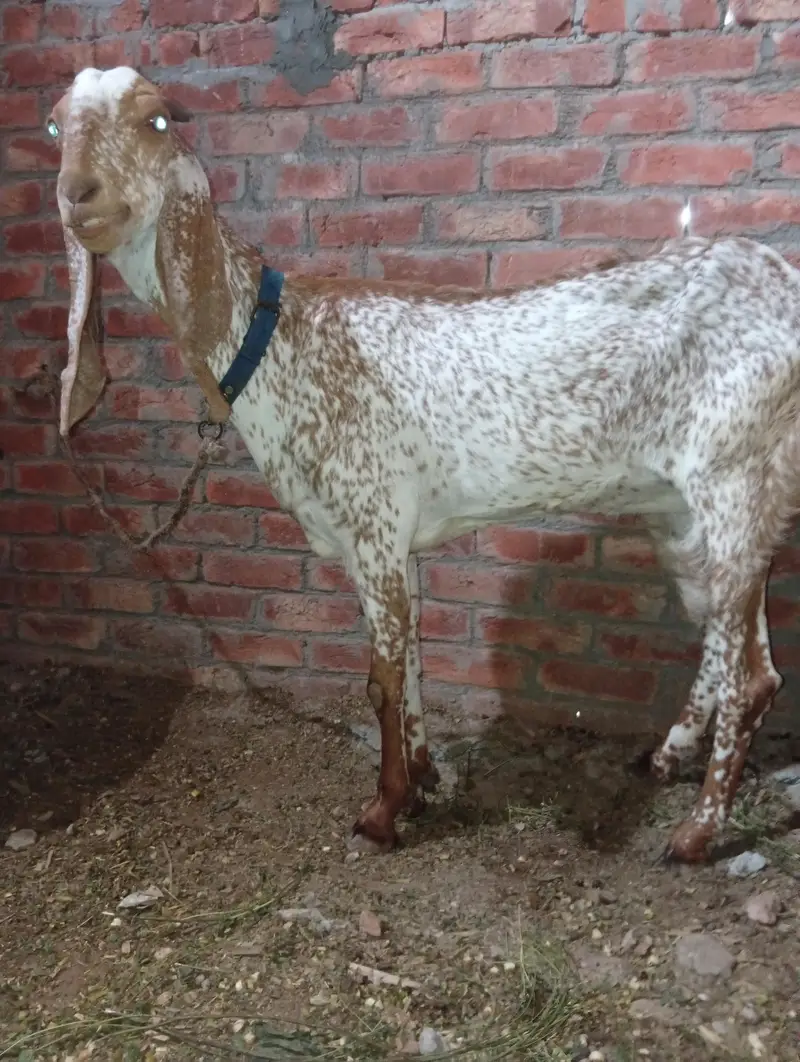 bakri makhi cheeni — photo 2
