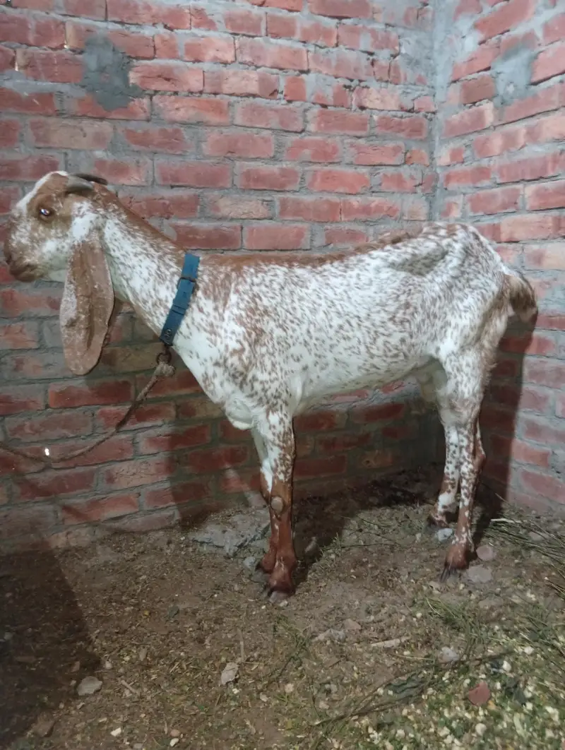 bakri makhi cheeni — photo 3