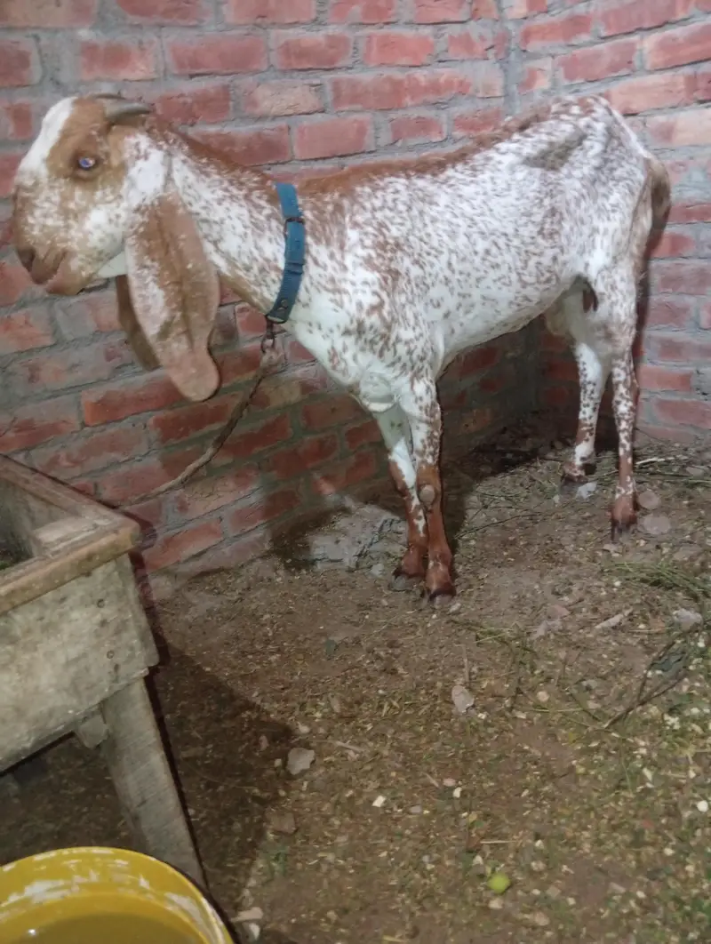 bakri makhi cheeni — photo 4
