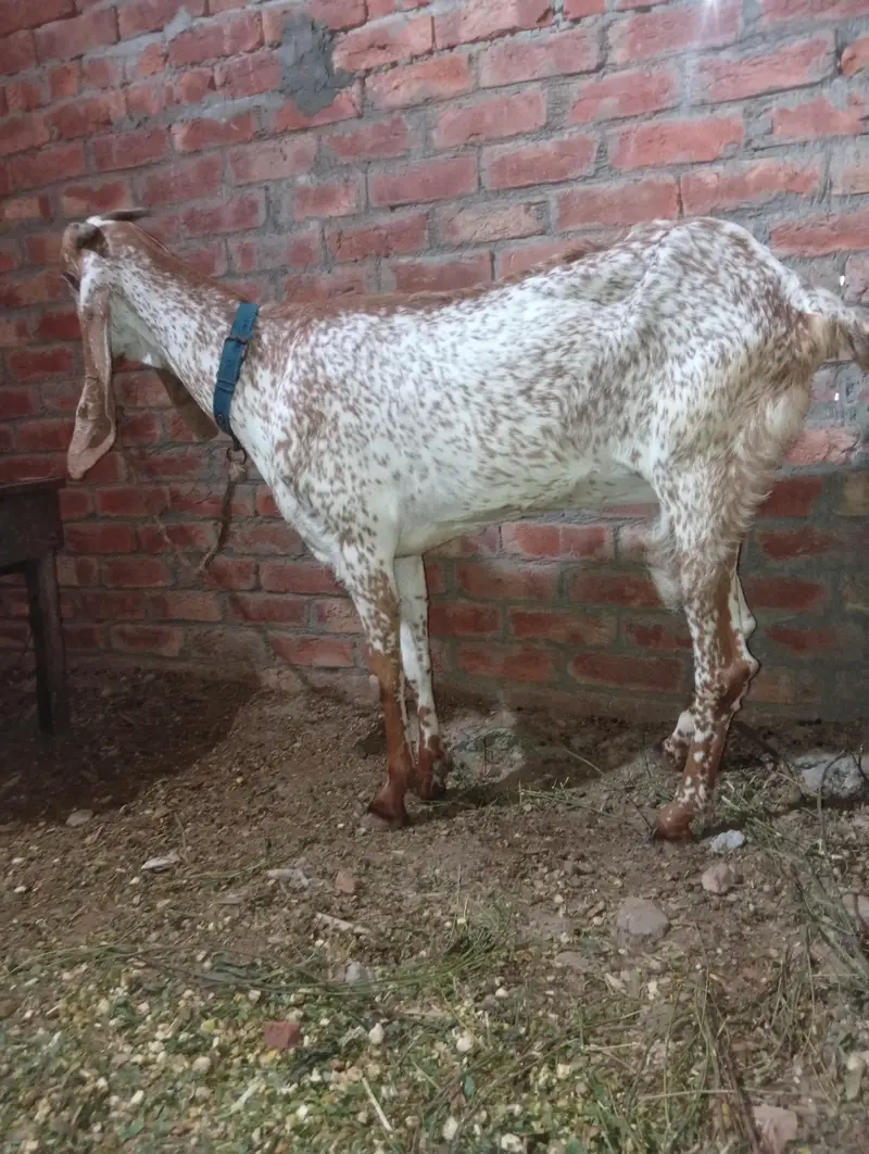 bakri makhi cheeni — photo 5