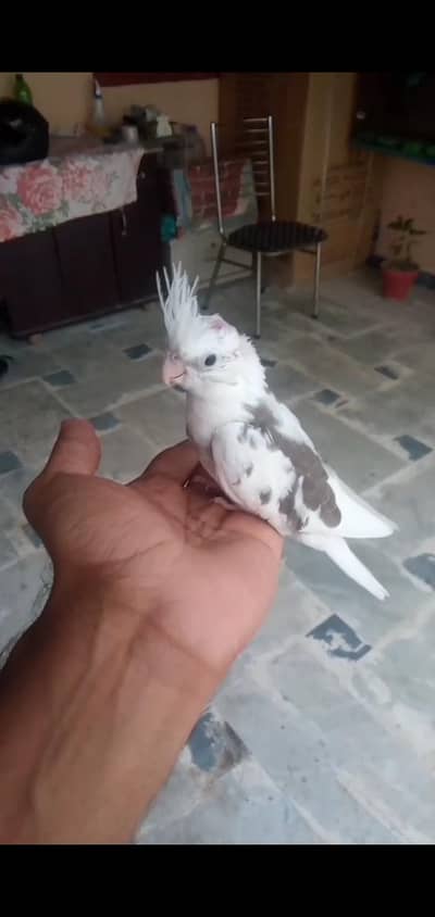 Cockatiel Chicks For Hand tame