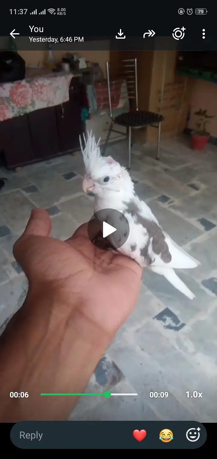 Cockatiel Chicks For Hand tame — photo 3