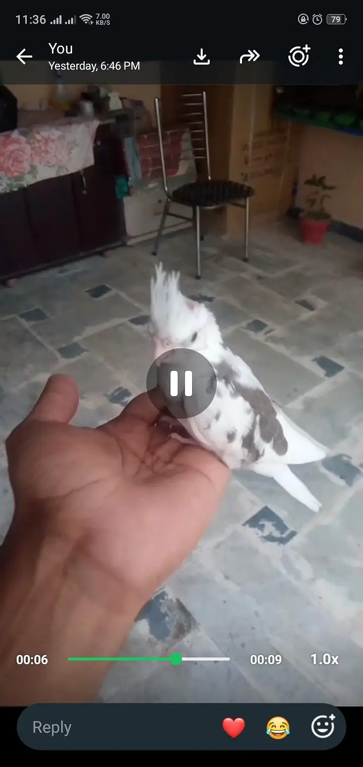 Cockatiel Chicks For Hand tame — photo 4