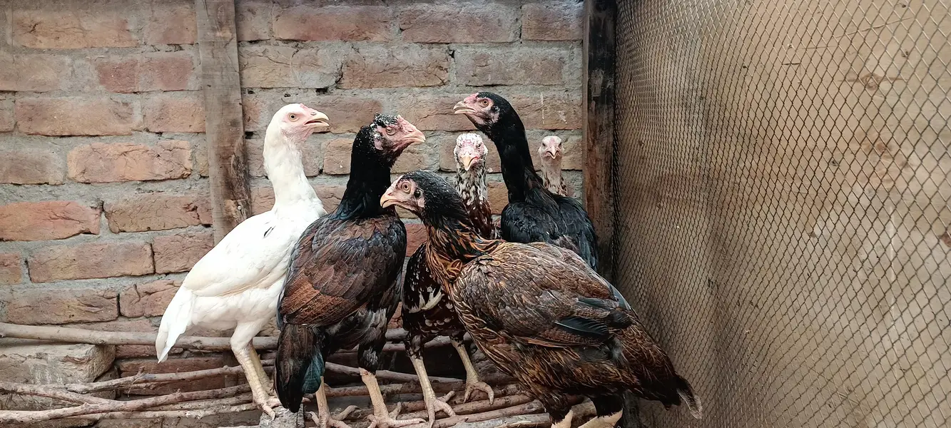 Aseel Murgiyan مادیاں Good Quality — photo 3