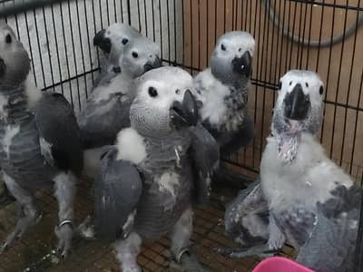 GREY parrot Congo size chick silver colour
