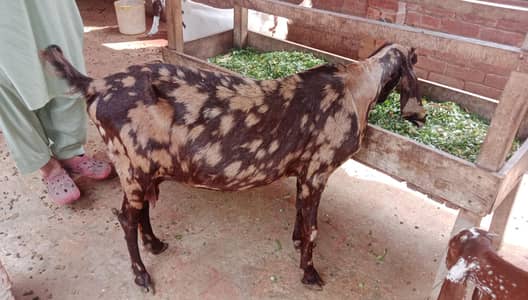 bakri goat 0303=41.32. 402