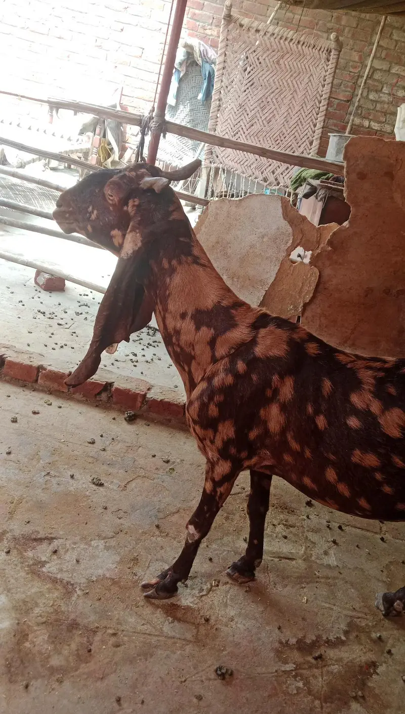 bakri goat 0303=41.32. 402 — photo 3