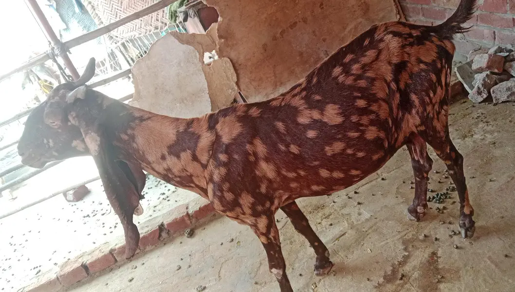 bakri goat 0303=41.32. 402 — photo 4