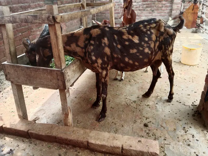 bakri goat 0303=41.32. 402 — photo 5