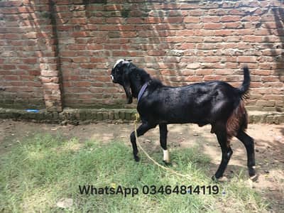 betal bakra