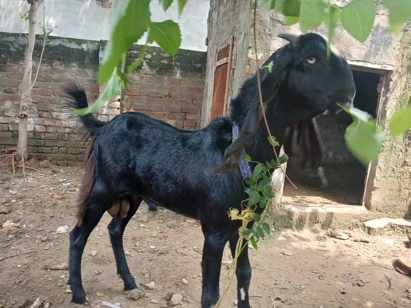betal bakra — photo 2
