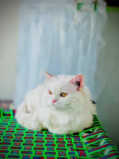 Beautiful White Persian Male Cat (Triple Coat / Semi Punch)