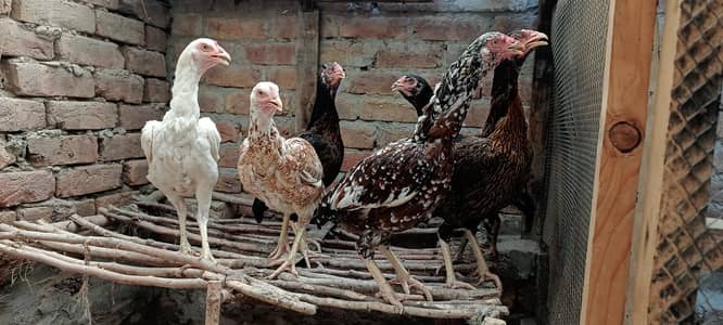 اصیل مادیاں براۓ فروخت لوکیشن فیصل آباد