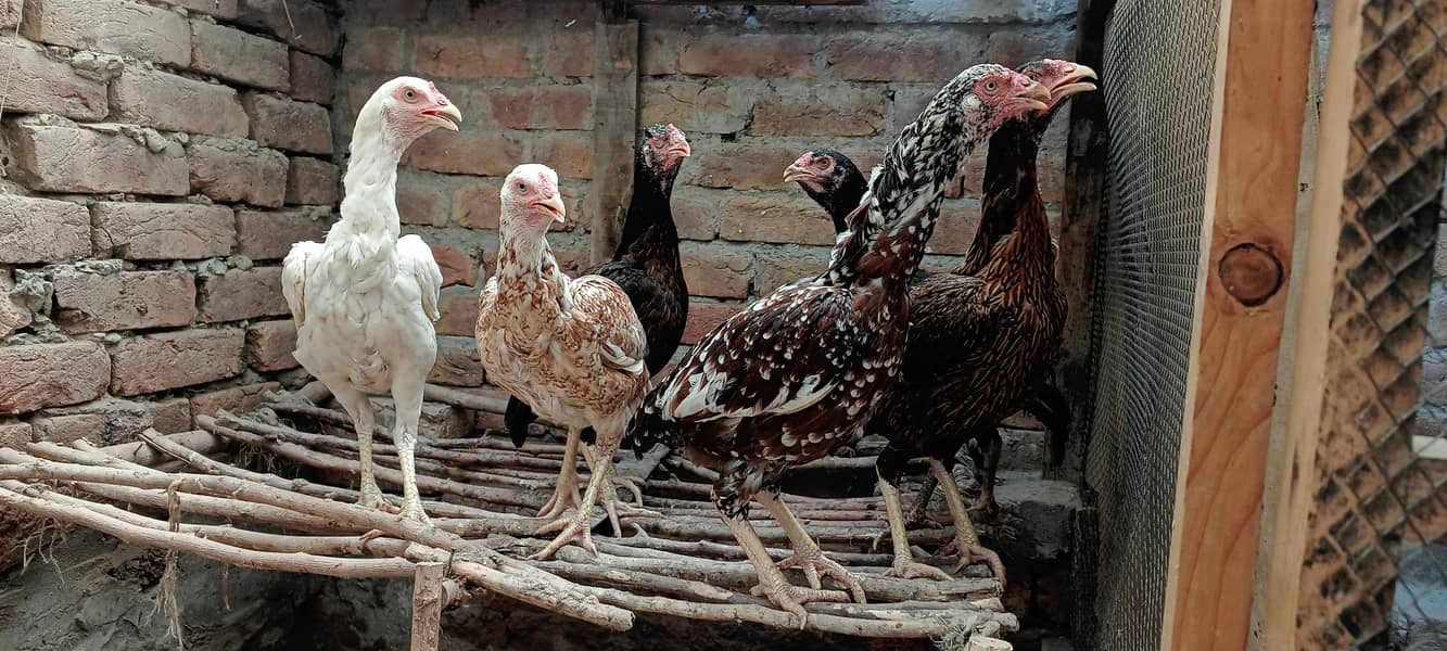 اصیل مادیاں براۓ فروخت لوکیشن فیصل آباد 0
