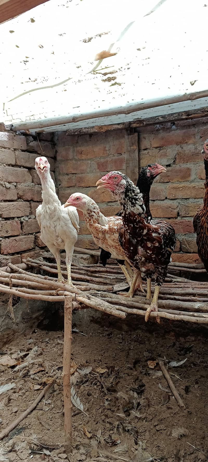 اصیل مادیاں براۓ فروخت لوکیشن فیصل آباد 1