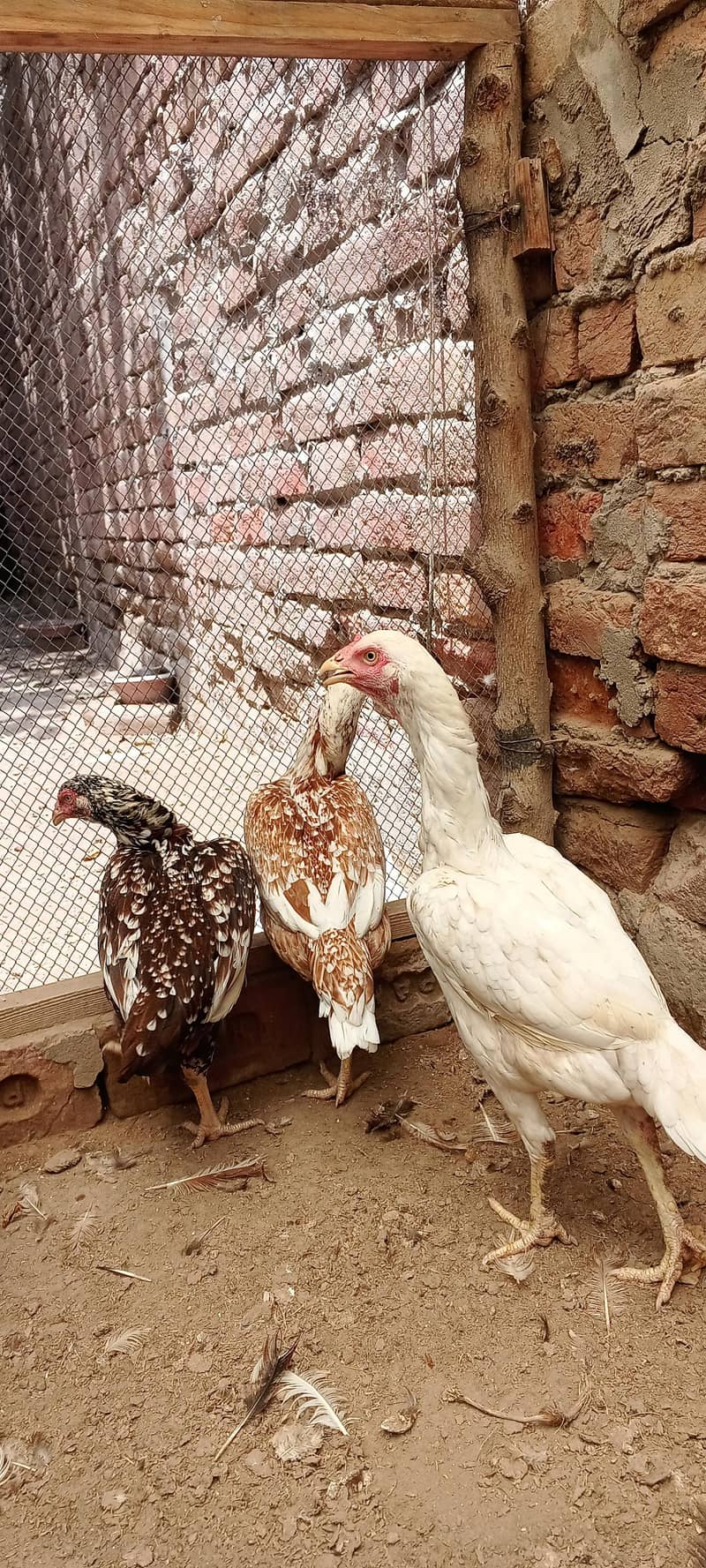 اصیل مادیاں براۓ فروخت لوکیشن فیصل آباد 6
