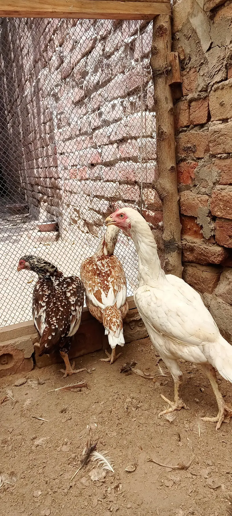 اصیل مادیاں براۓ فروخت لوکیشن فیصل آباد — photo 7