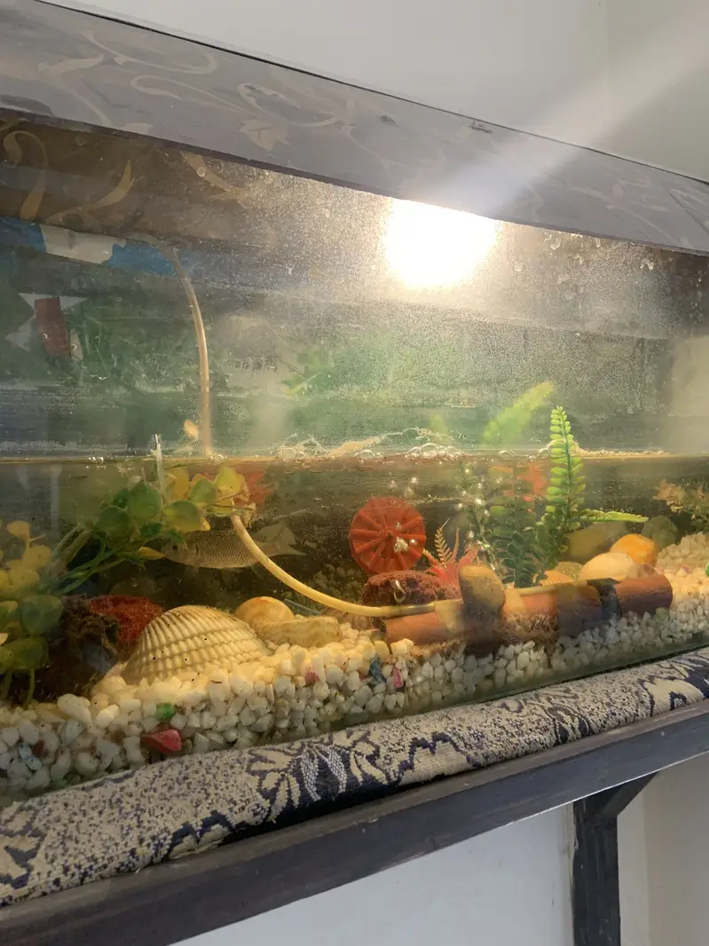 Fish Aquarium for sale — photo 4