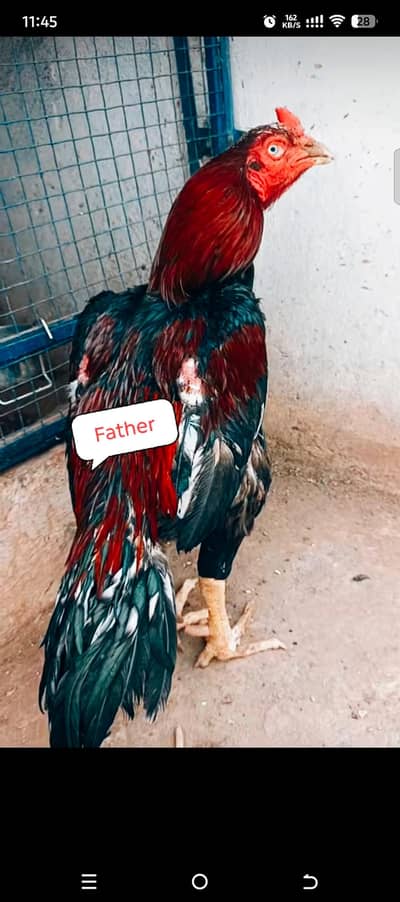 Rampuri aseel whtsapp 03480008558 breeders pics are attched