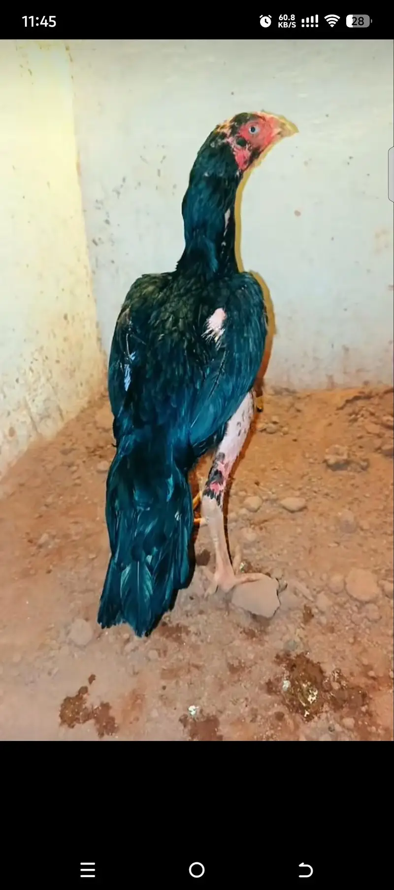 Rampuri aseel whtsapp 03480008558 breeders pics are attched — photo 2