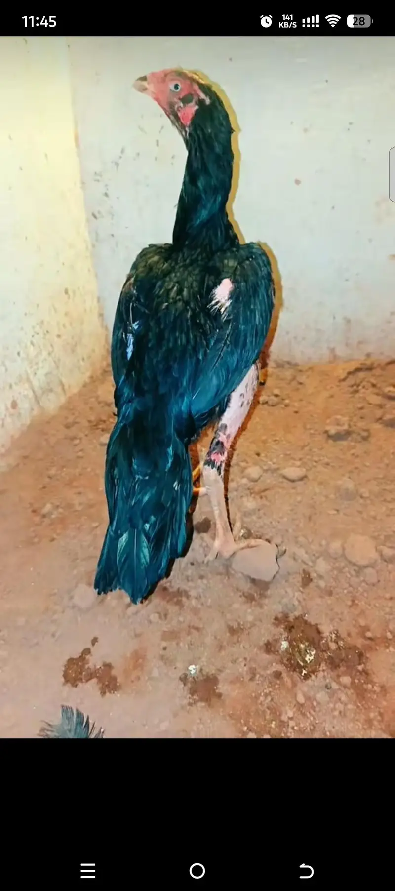 Rampuri aseel whtsapp 03480008558 breeders pics are attched — photo 4