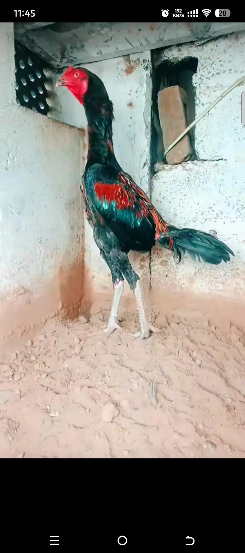Rampuri aseel whtsapp 03480008558 breeders pics are attched — photo 6