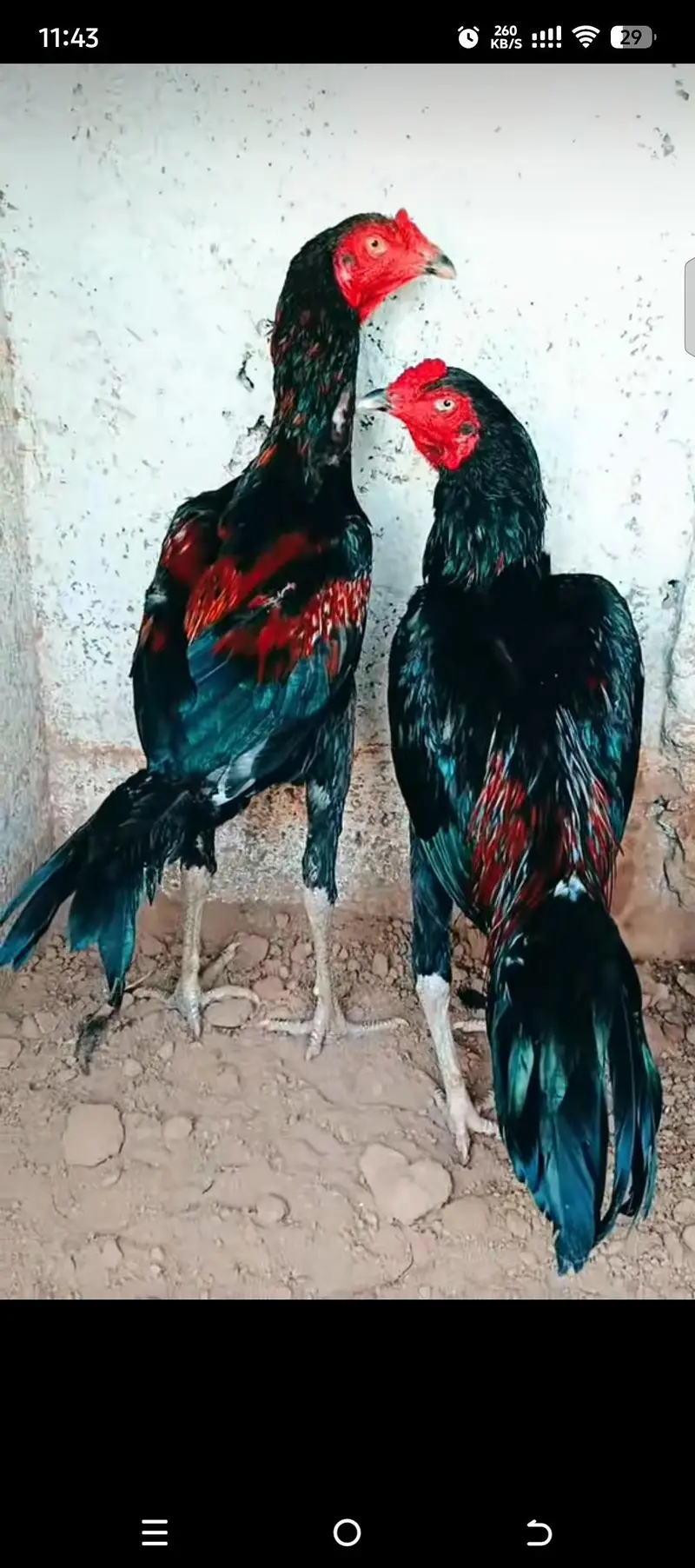 Rampuri aseel whtsapp 03480008558 breeders pics are attched — photo 9